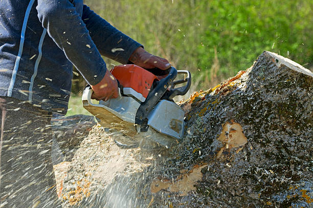 Best Commercial Tree Services  in Mcsherrystown, PA